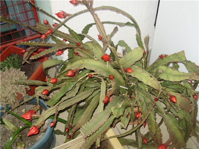 Lisnati kaktus - epyphilum